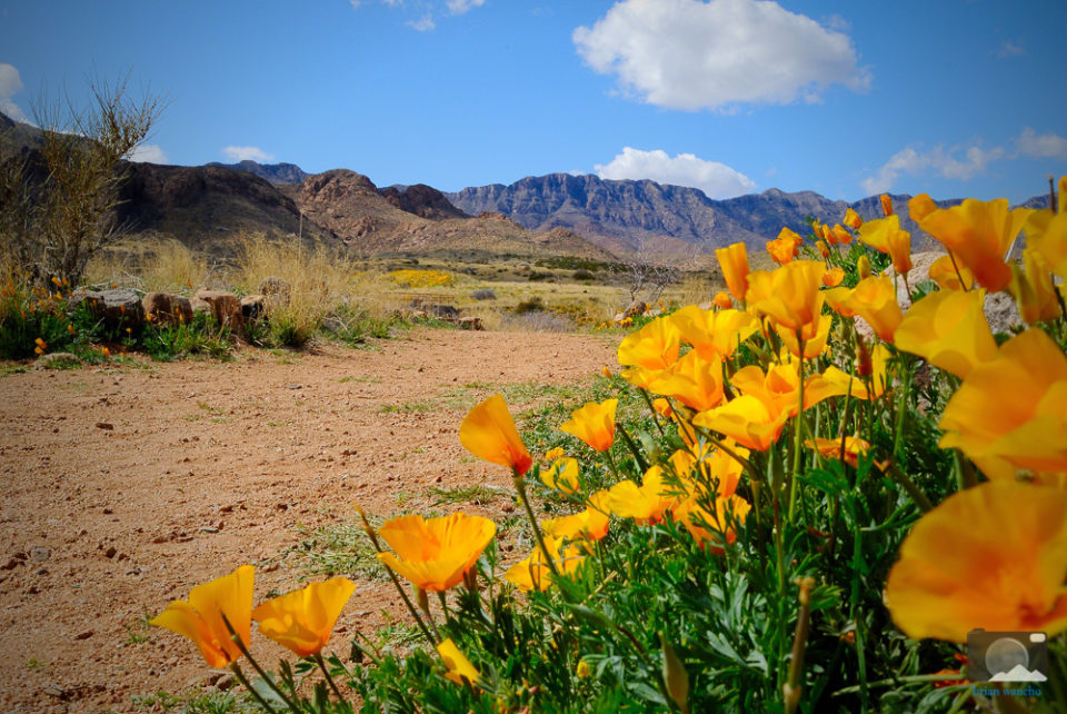 El Paso Photos Poppies Browse the Library