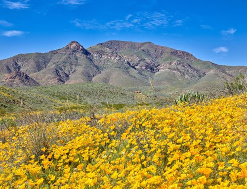 New in the El Paso Stock Photo Library – Poppies in Northeast El Paso