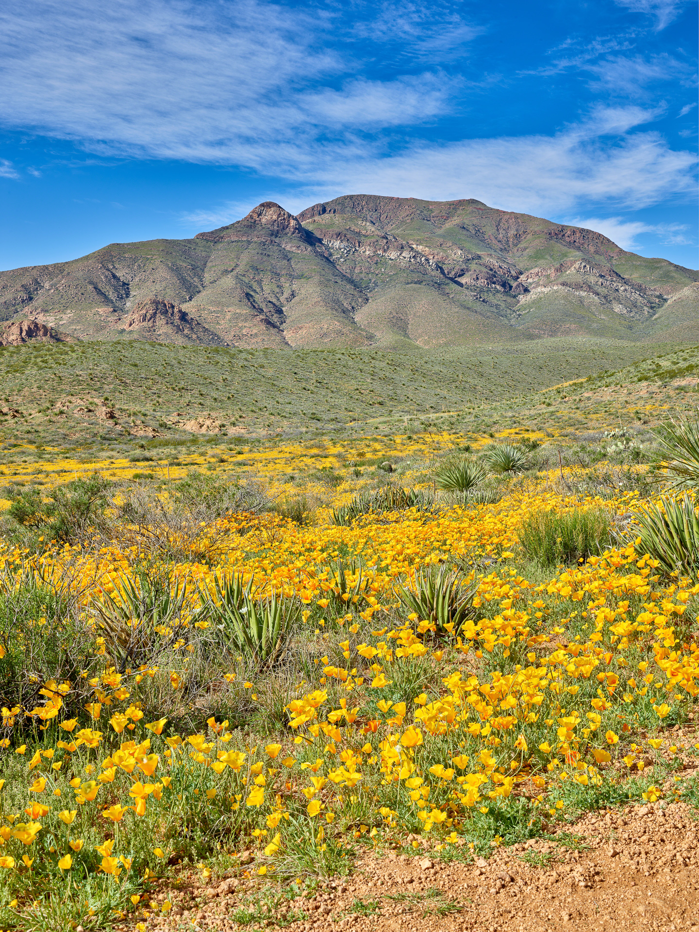 Poppies in El Paso El Paso Professional Photographer