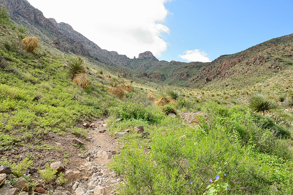 Green Landscape in El Paso