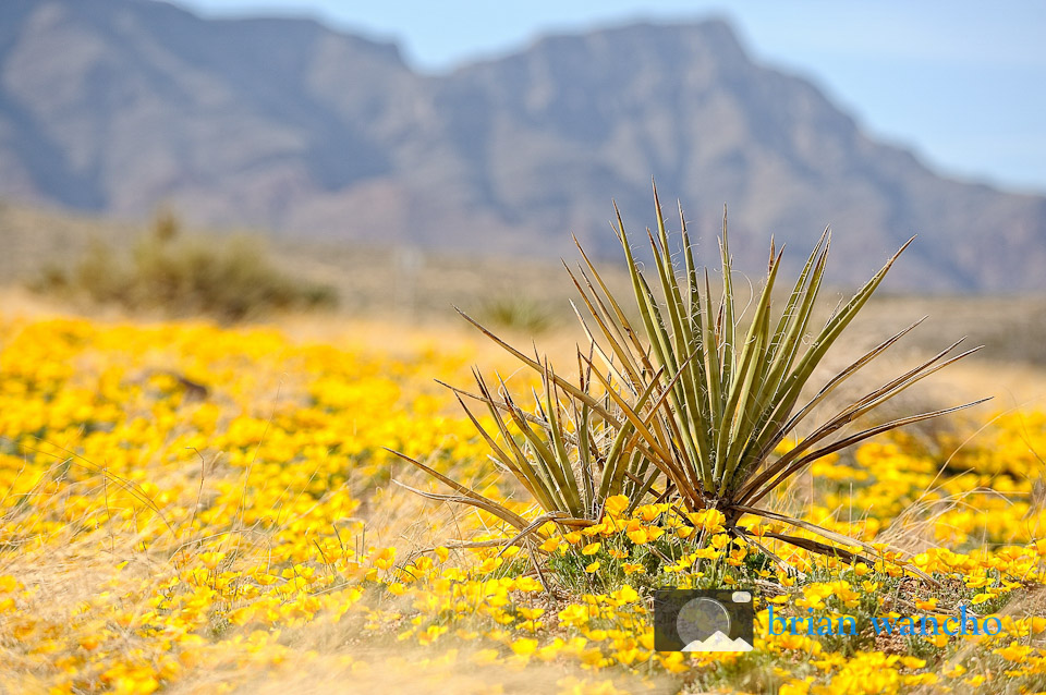 Desert Scene featuring California Poppies