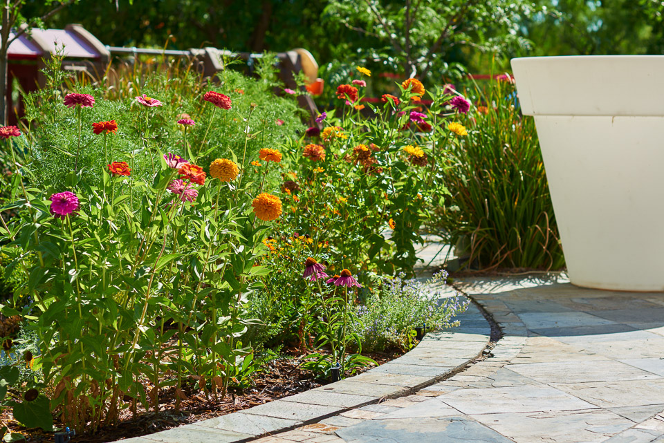 flowers in backyard landscape