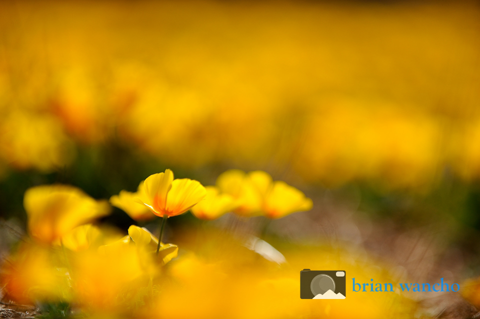 California Poppies in El Paso Texas